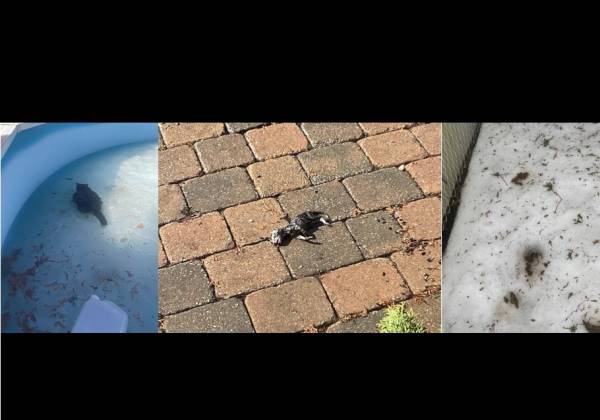 Chats errants : une citoyenne déplore l’« inaction » de la Ville