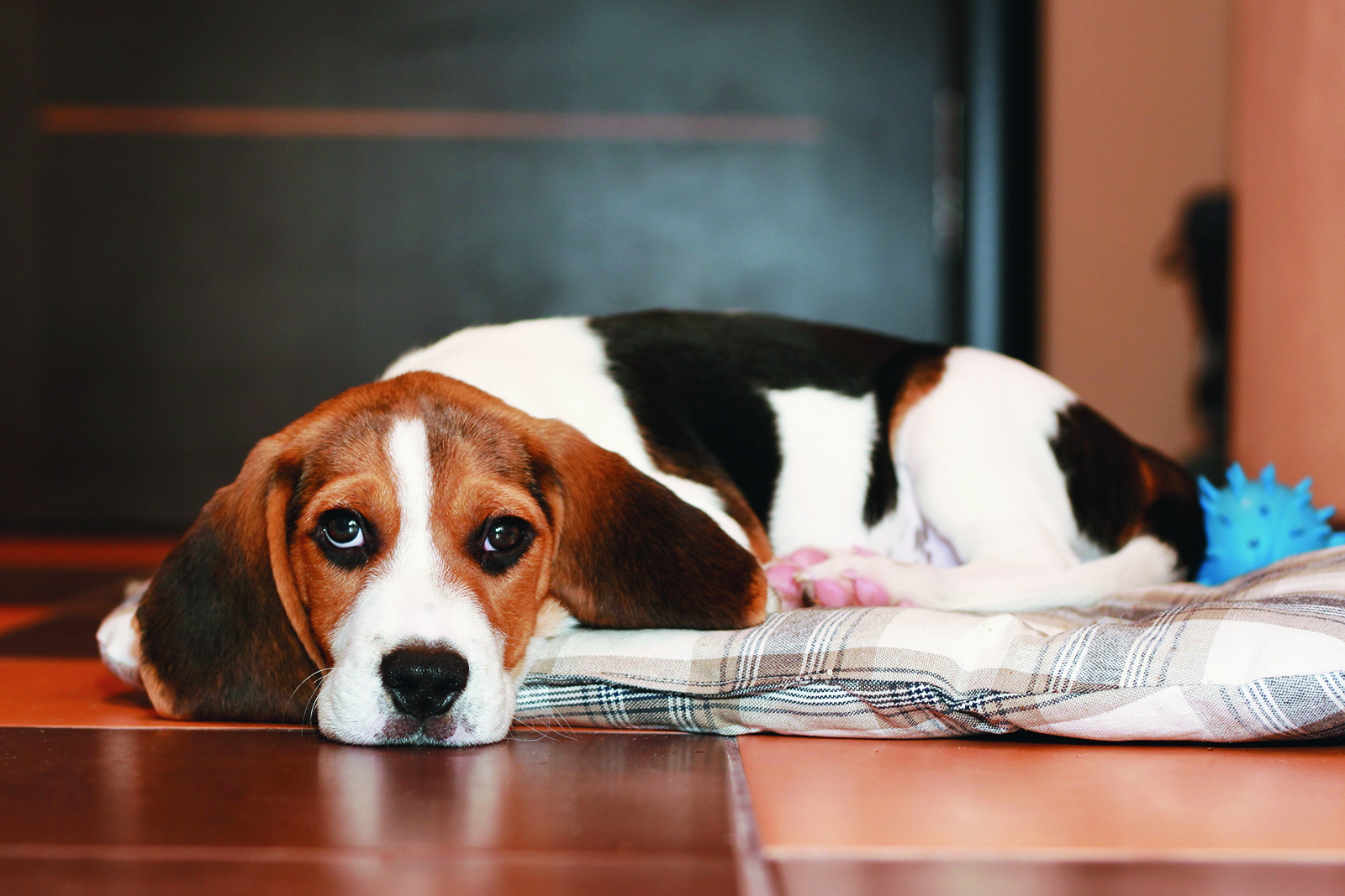 Comment donner la bonne punition à mon chien?