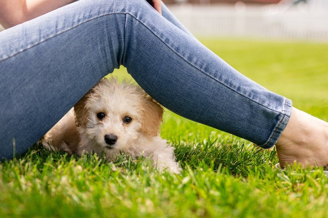Comment bien socialiser son chiot : un guide essentiel
