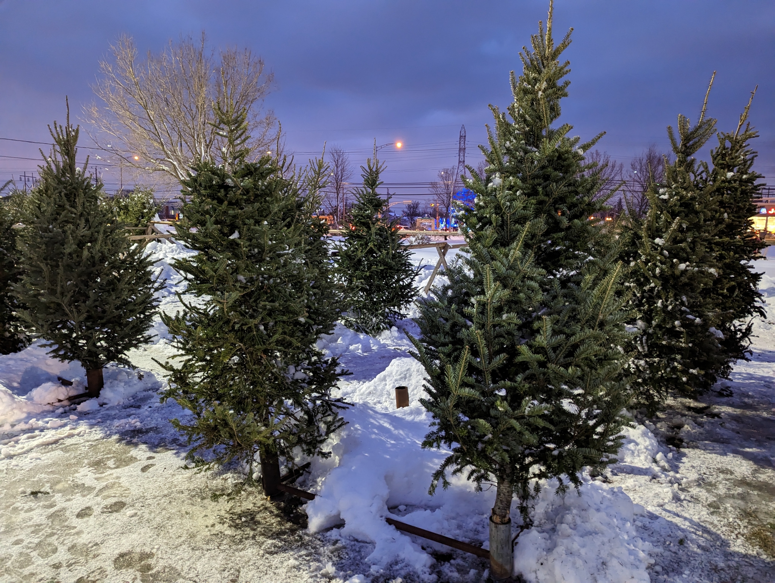 Les sapins naturels de Noël plus rares et coûteux
