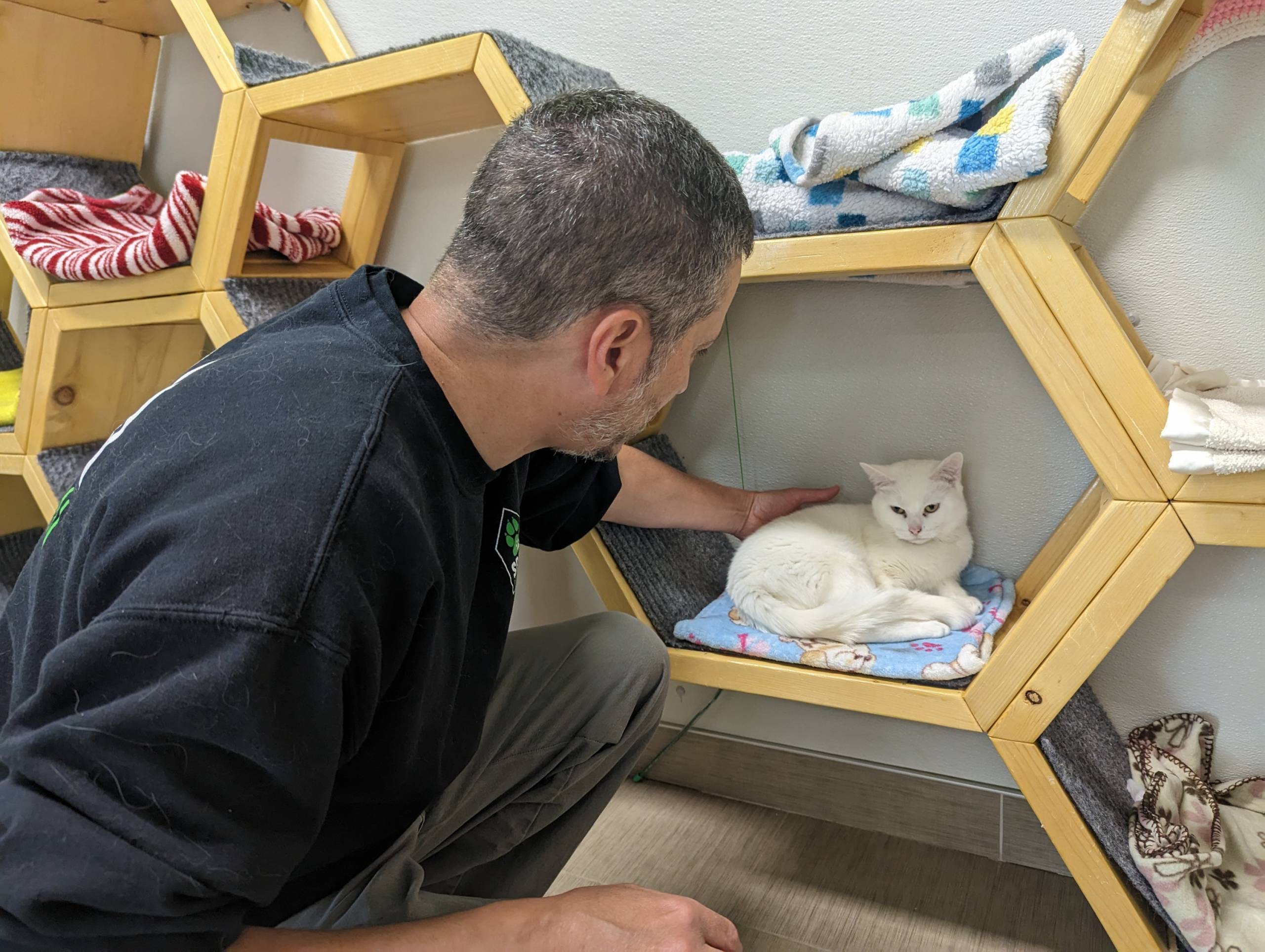 VIDÉO – Débordement de chats : la SPCA Roussillon lance un cri du cœur