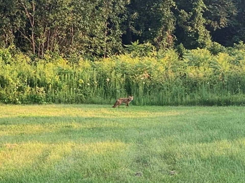 Faune urbaine :  un renard se balade à Saint-Constant