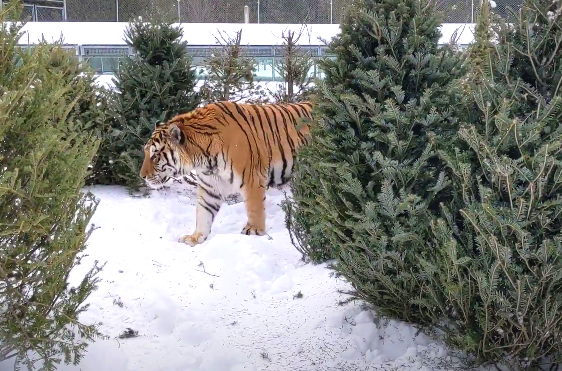 Deux façons originales de recycler son sapin de Noël