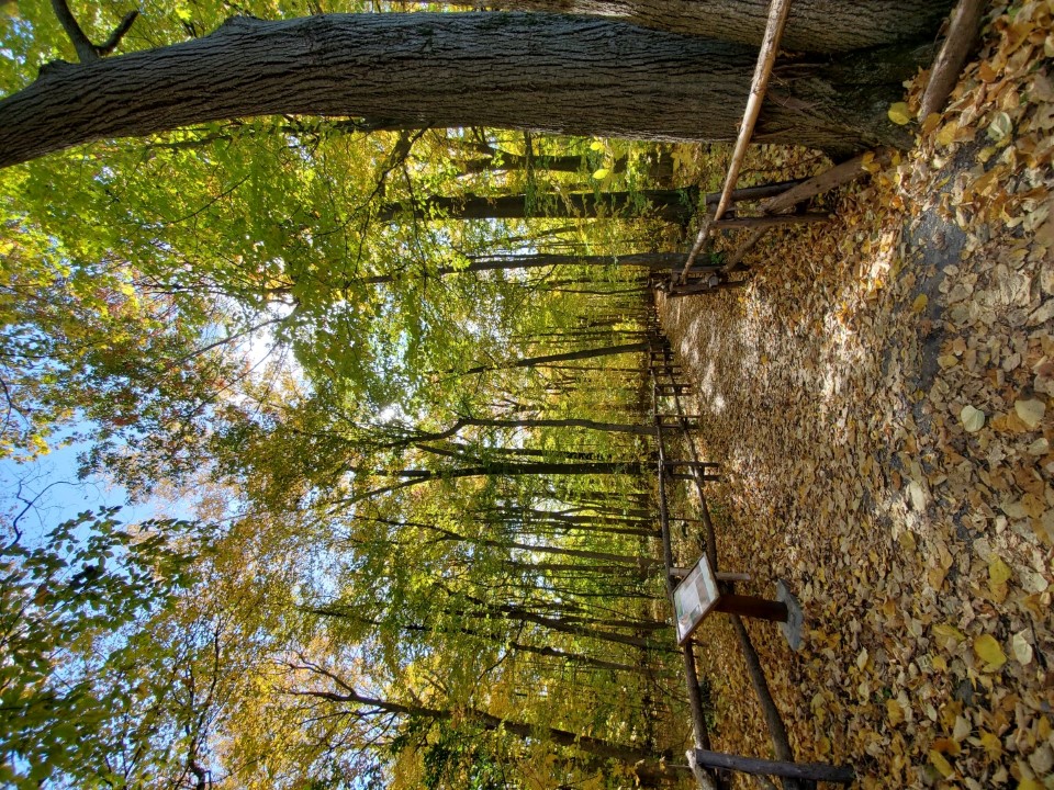 Un sentier enchanté au centre écologique Fernand-Seguin