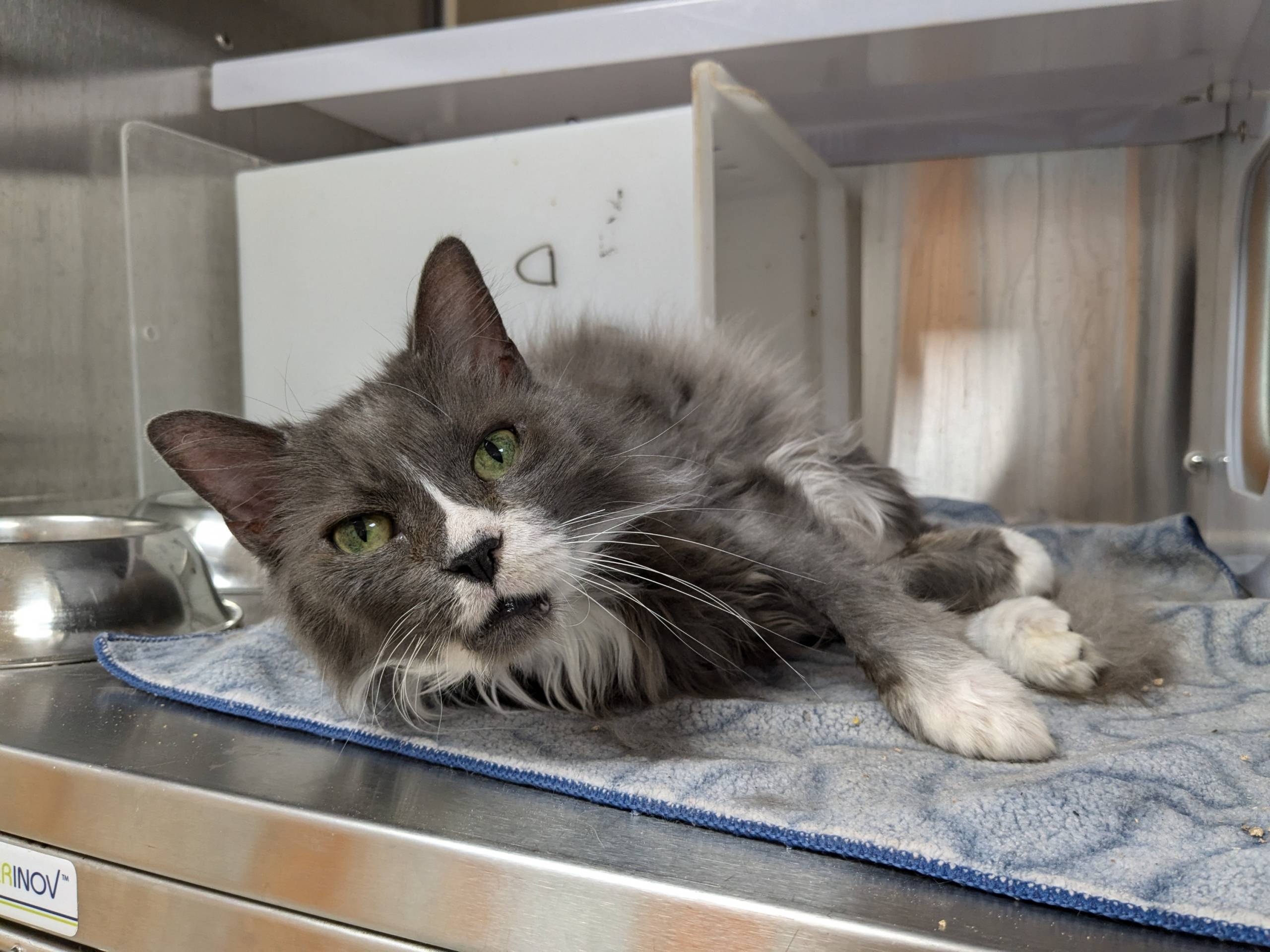 Voici Silly, une mignonne chatte de 13 ans