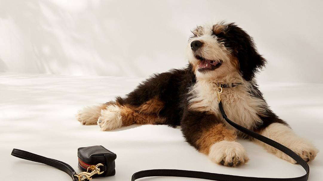 Comment faire plaisir à vos animaux tout en économisant sur vos achats