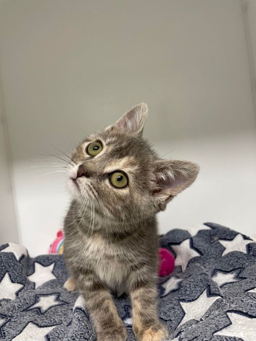 La SPCA Roussillon organise un tirage moitié-moitié