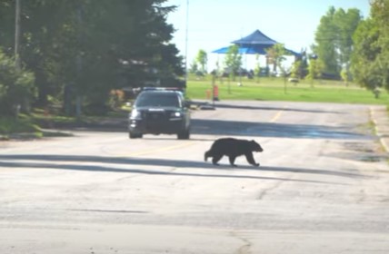 VIDÉO – Quoi faire lorsqu&rsquo;on frappe un animal sur la route ?
