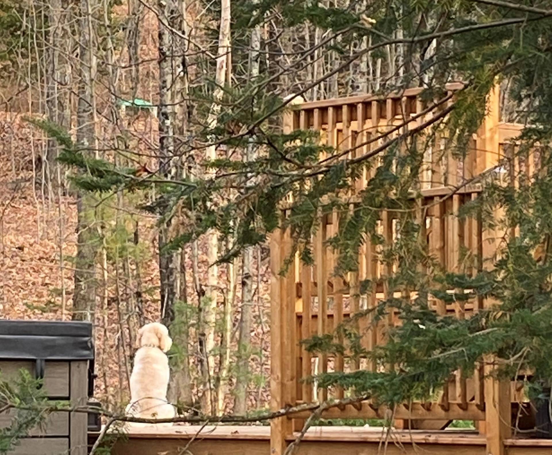 Billet d&rsquo;humeur : Chien heureux, maître heureux
