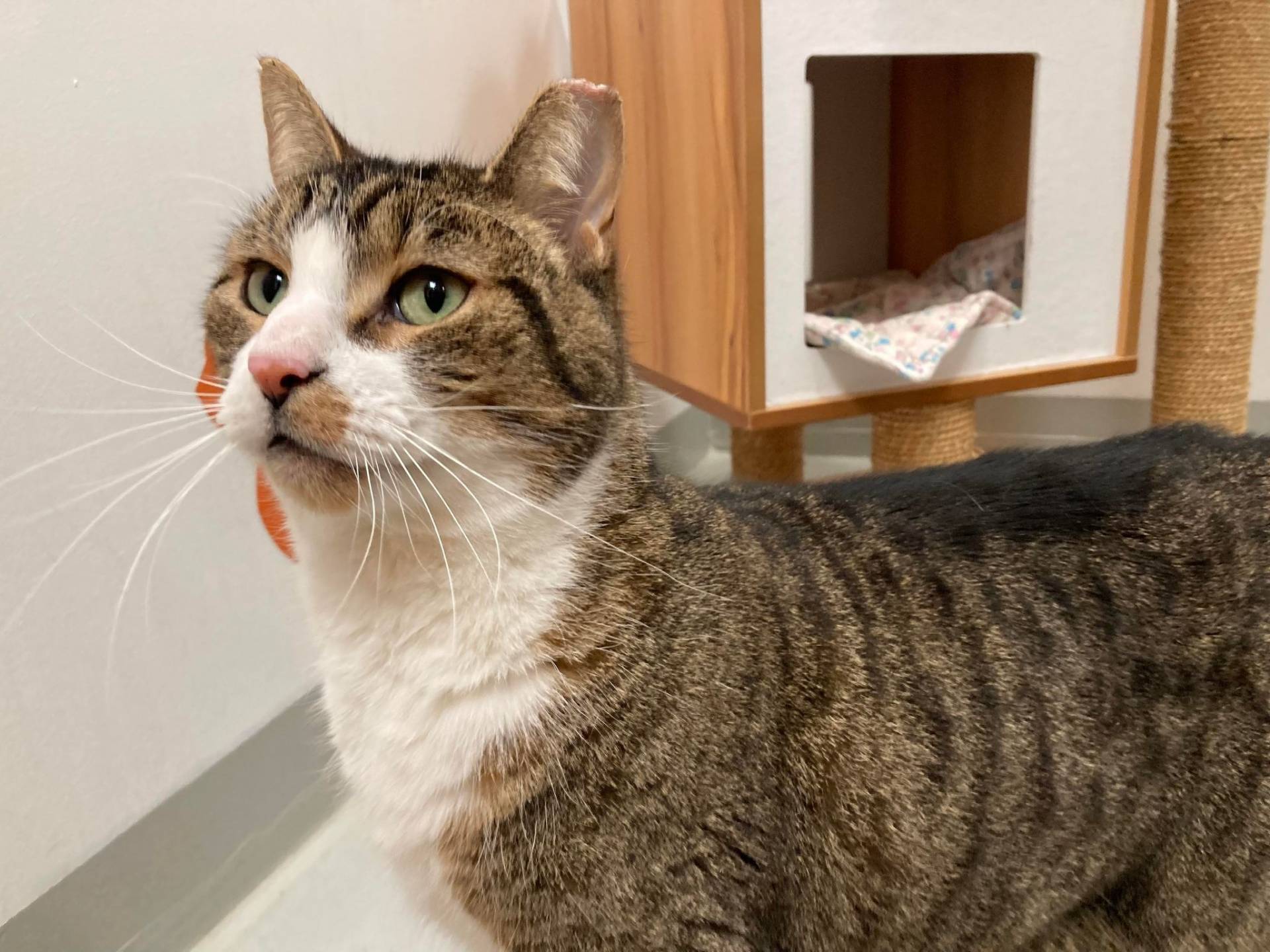 Ti-Loup et sa belle personnalité