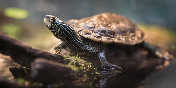 Un dispositif pour aider les tortues géographiques à La Prairie