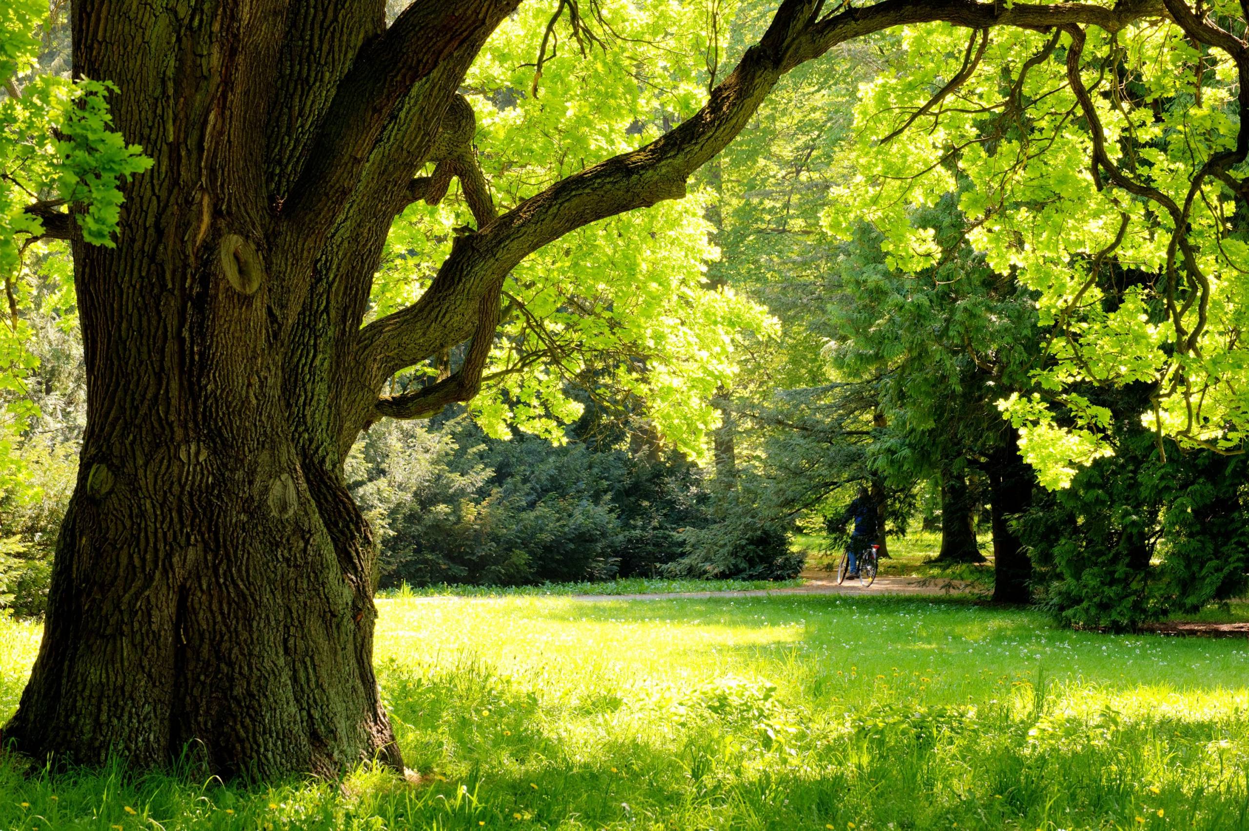 4 conseils pour bien protéger un arbre