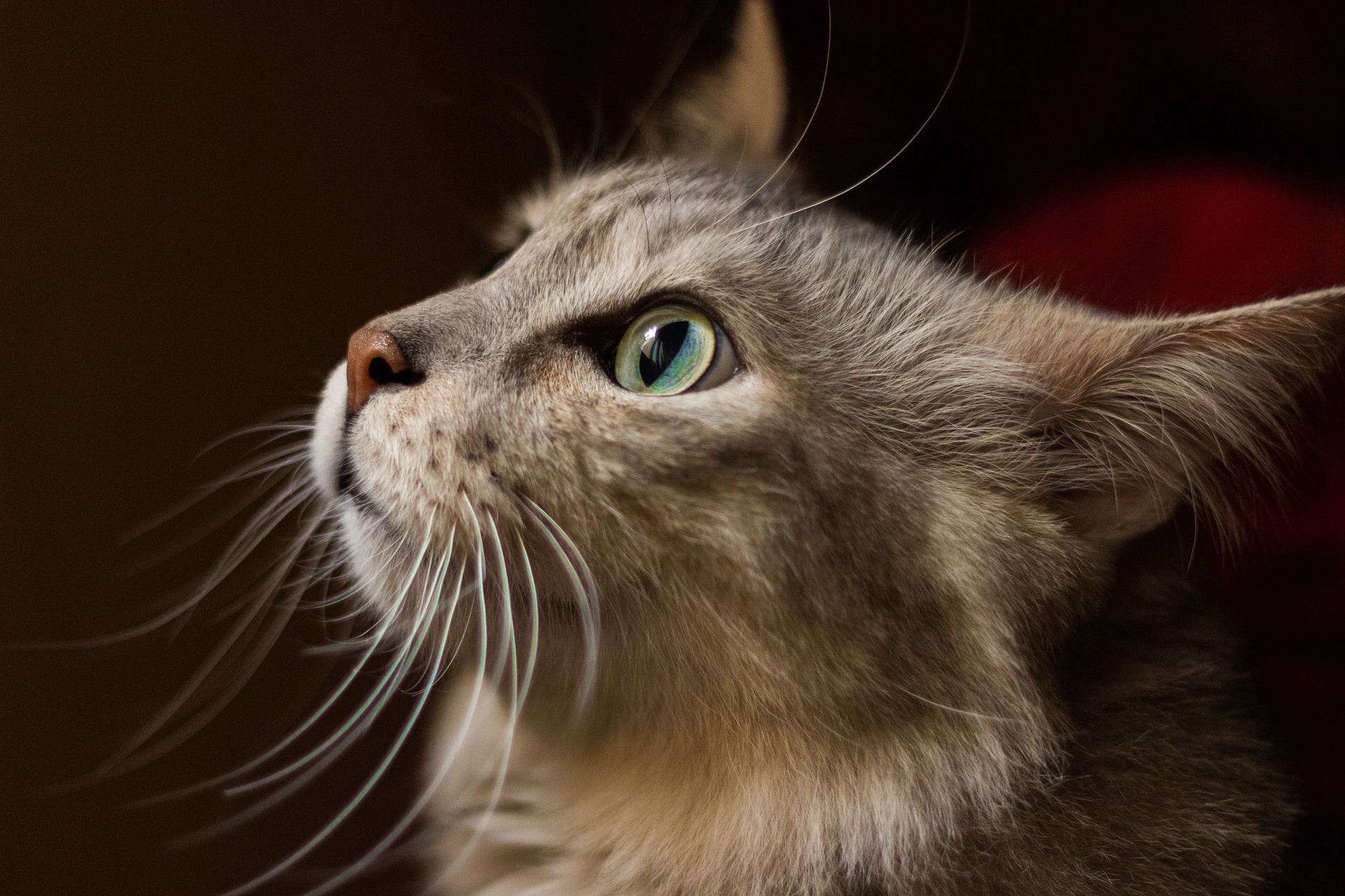 Saint-Constant revoit son règlement sur les animaux