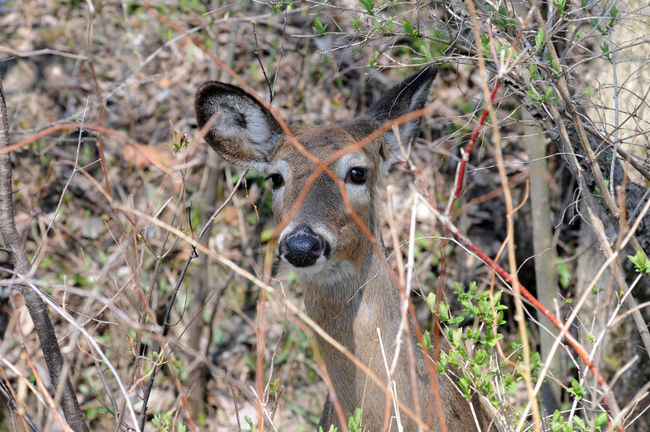 Nourrir un chevreuil peut mener à sa mort