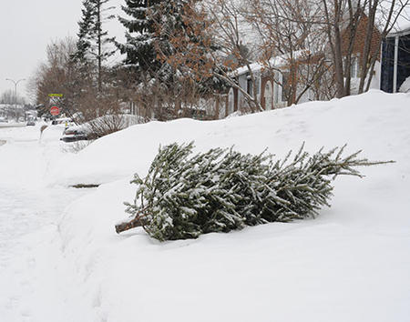 Collecte de sapins naturels à Brossard