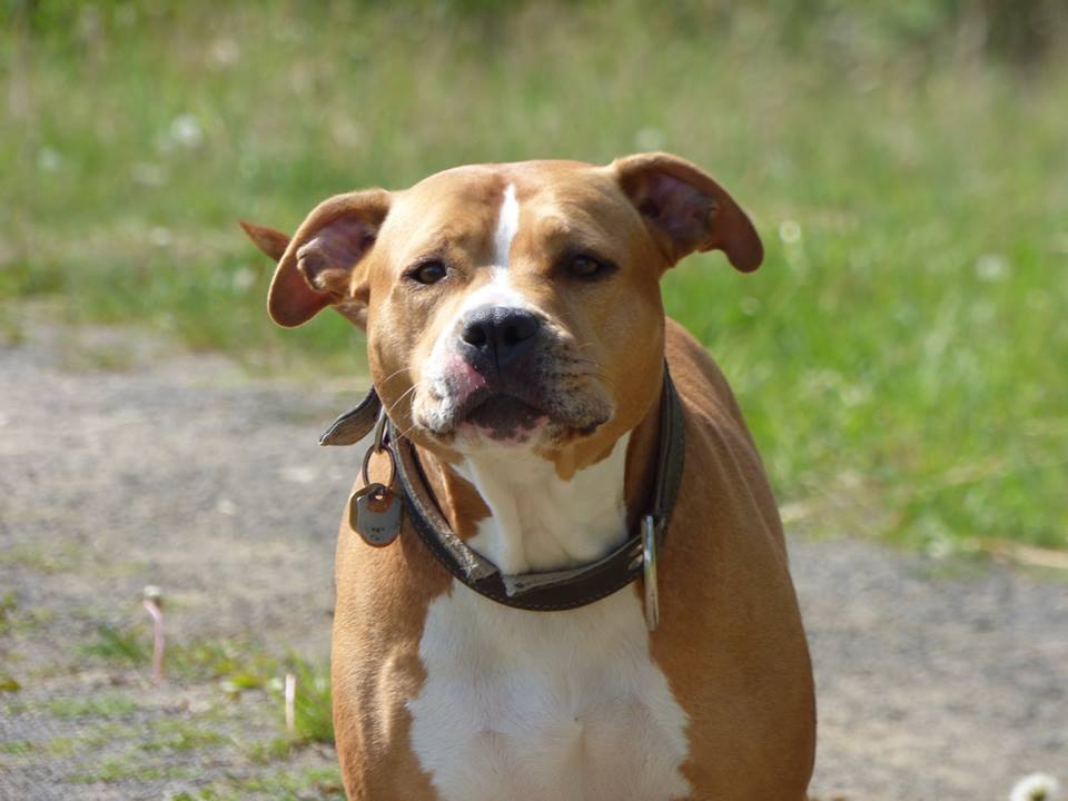 Attaque de chien et structure économique