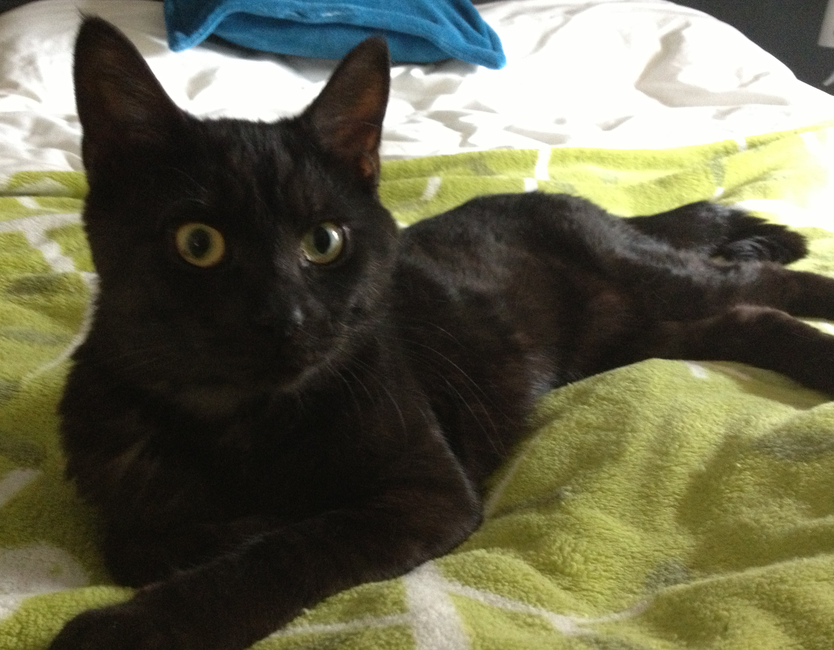 38 chats ont trouvé une nouvelle maison