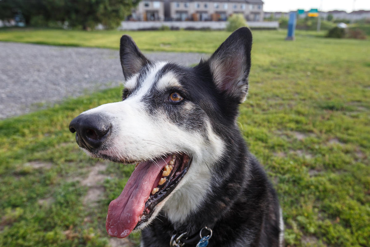 Le meilleur ami de l’homme en vedette le 26 août