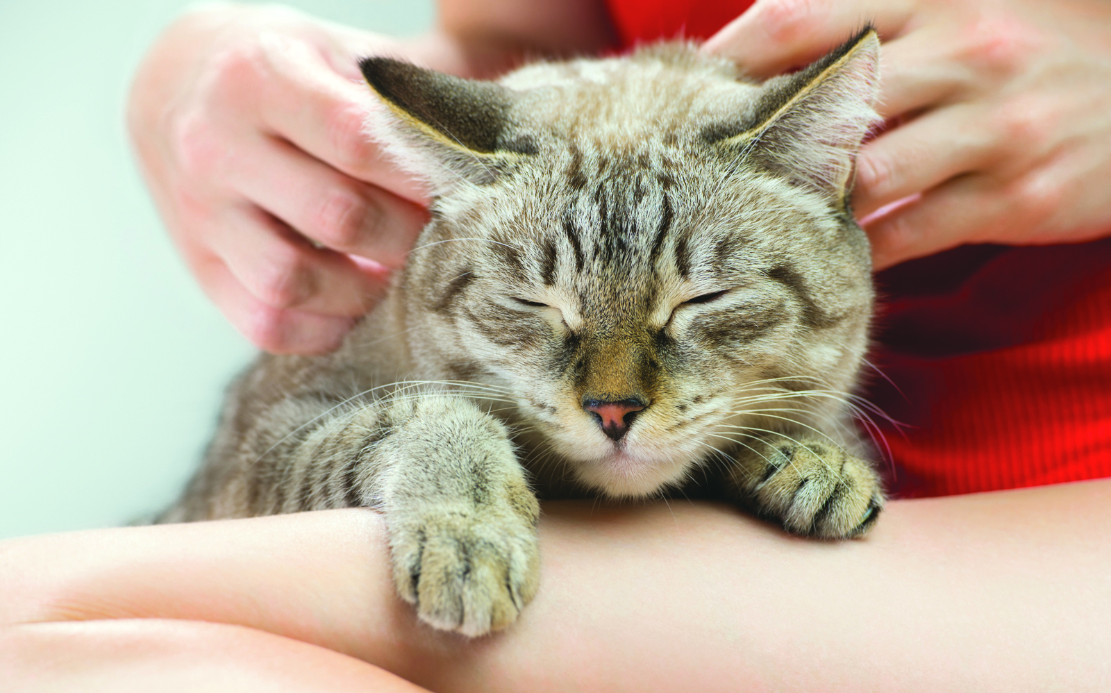 Les chats à l&rsquo;honneur le 8 août