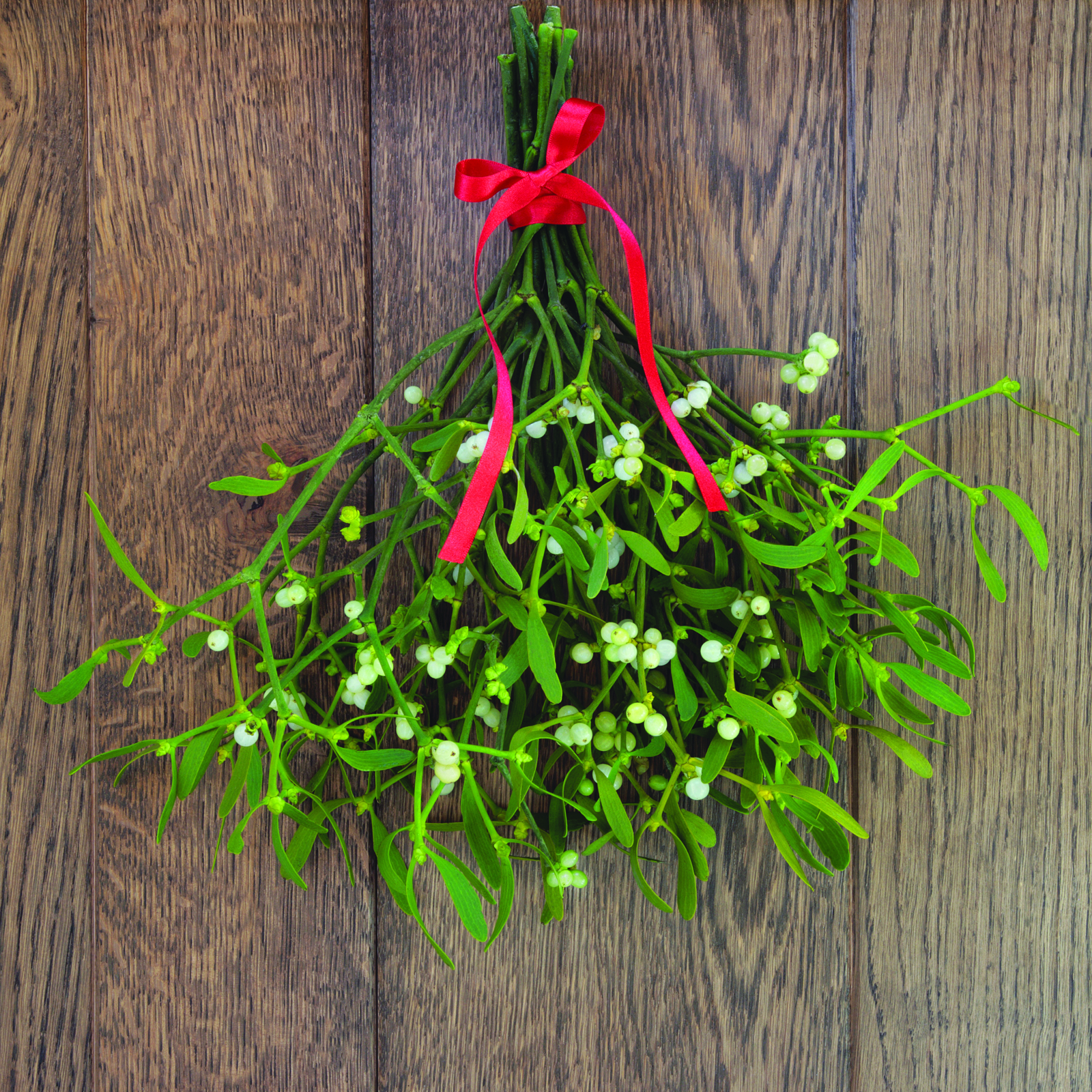 Pourquoi s’embrasse-t-on sous le gui au jour de l’An?