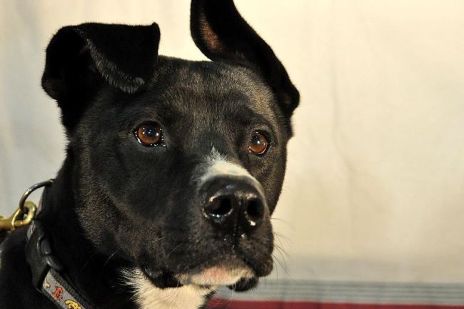 Pitbulls: une annonce importante à venir