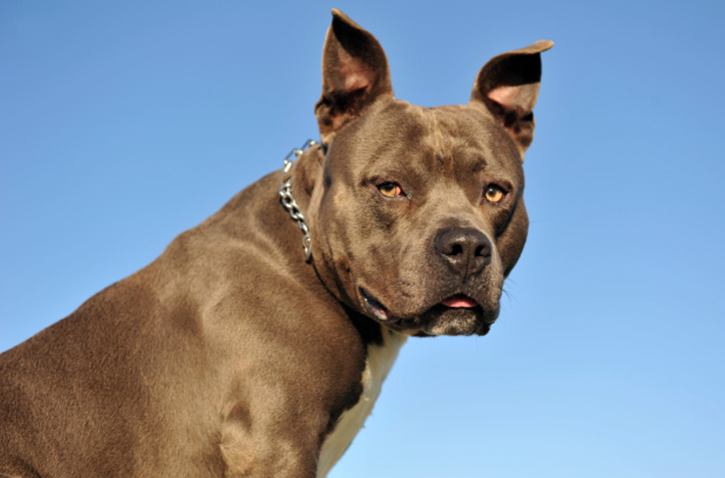 Québec n’interdira pas les pitbulls: à Longueuil, l’opposition accueille favorablement la nouvelle