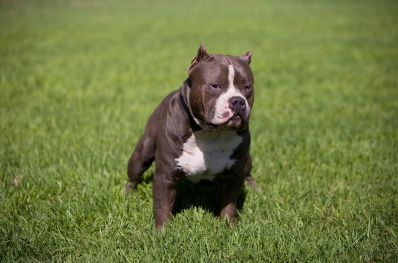 Un pitbull a mordu mortellement un autre chien
