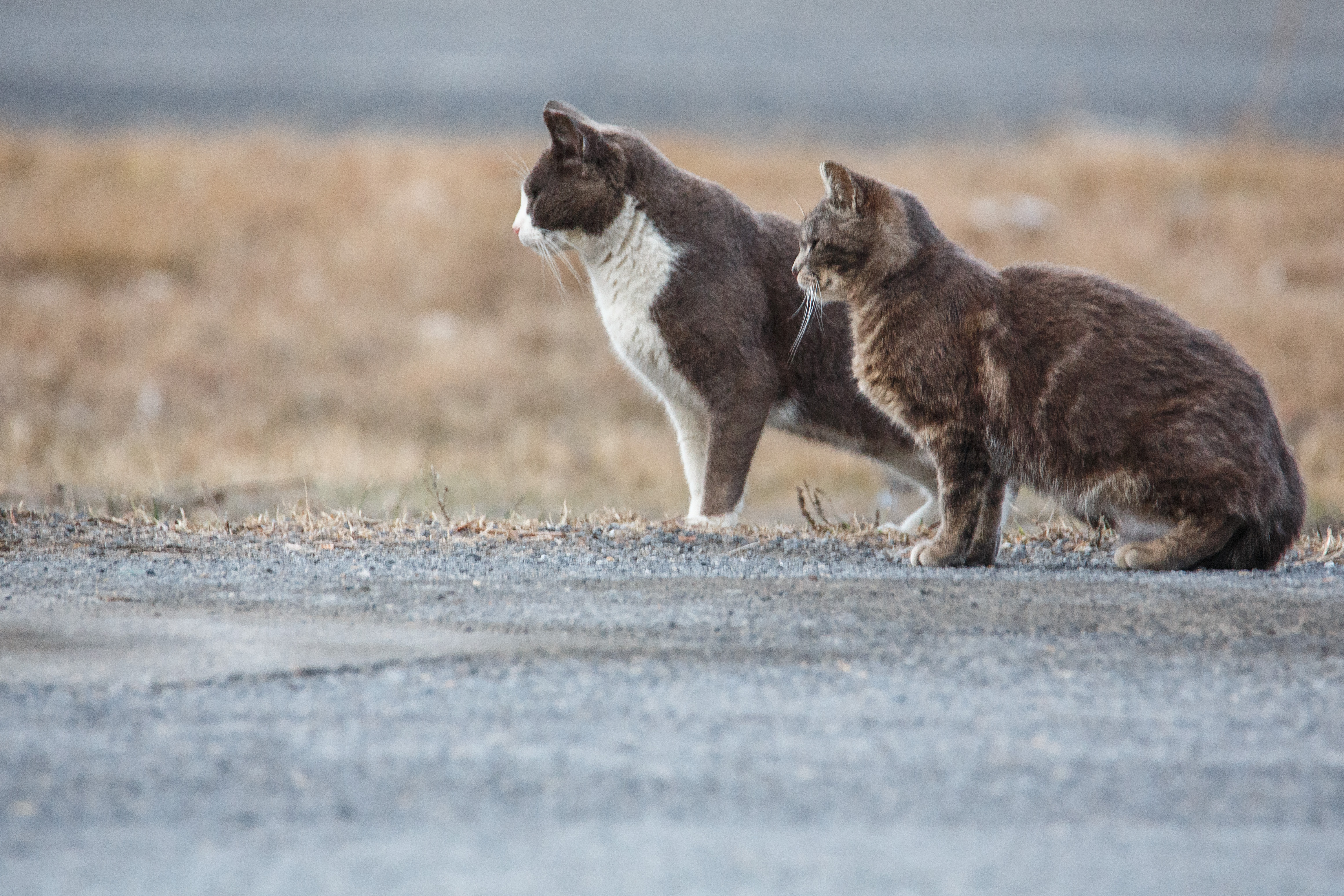 Une citoyenne à la rescousse des félins abandonnés