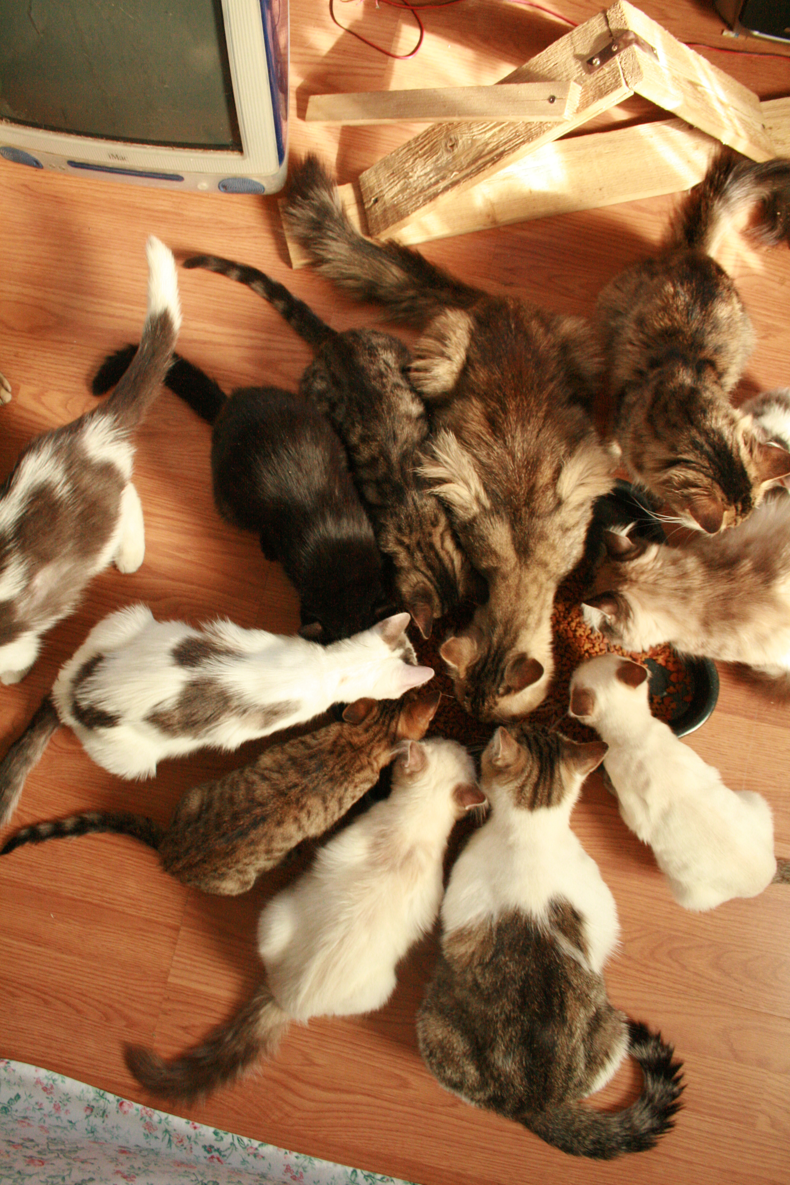 Trente p&rsquo;tits chats, trente p&rsquo;tits chats…