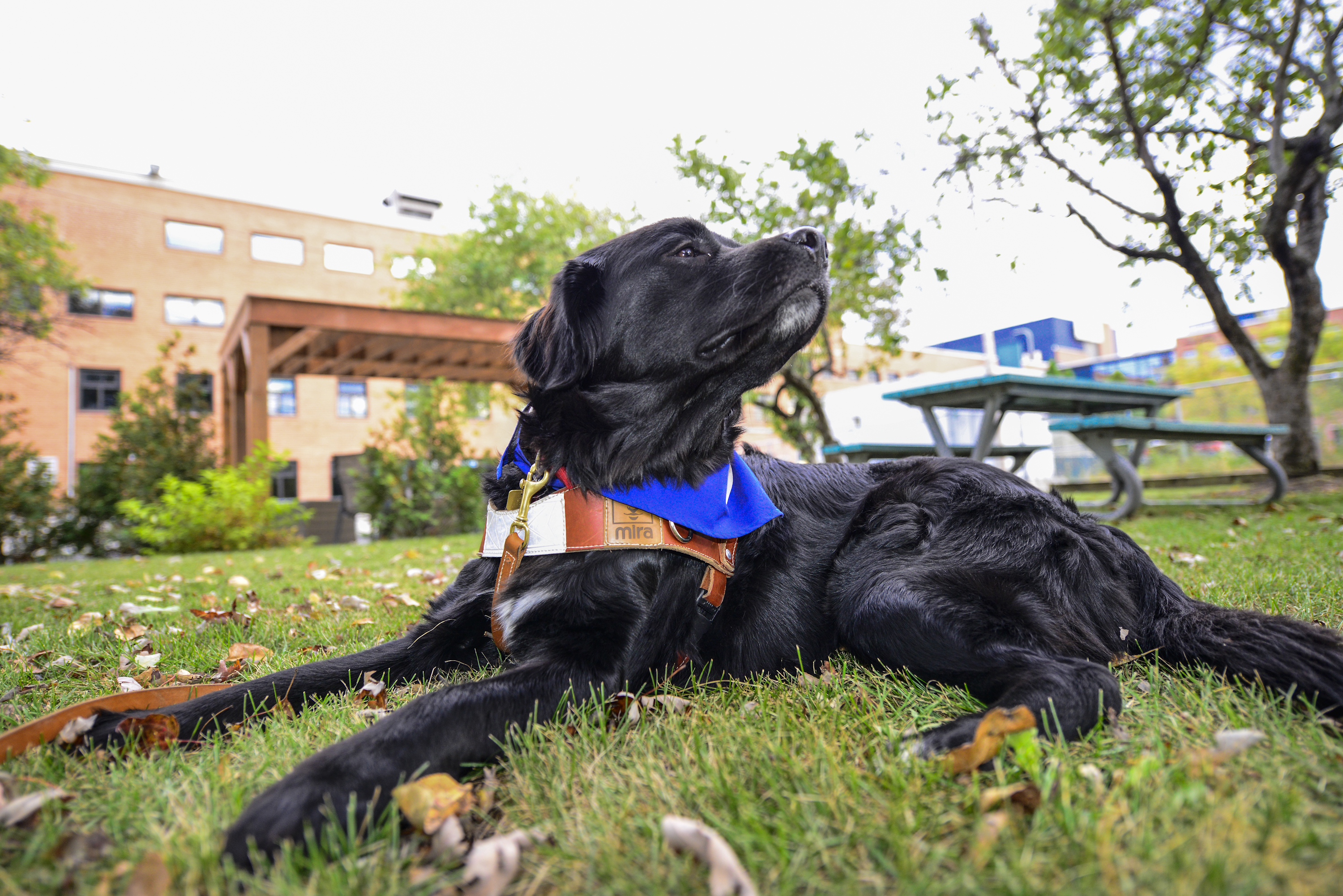 Nana, le chien à la rescousse des enfants, petits et grands