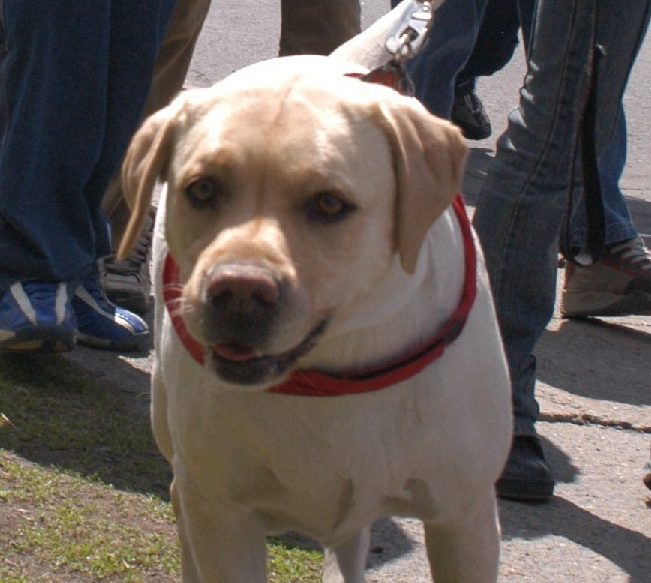 Don de sang à l’Institut thérapeutique canin