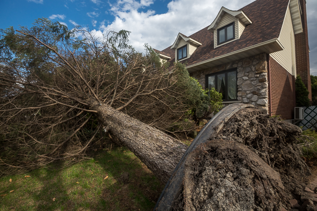 Vents violents: un arbre déraciné à Saint-Hubert