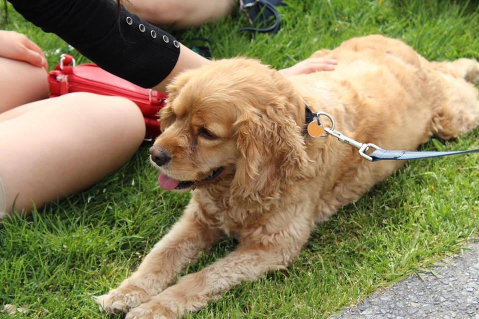 Journée mondiale du chien