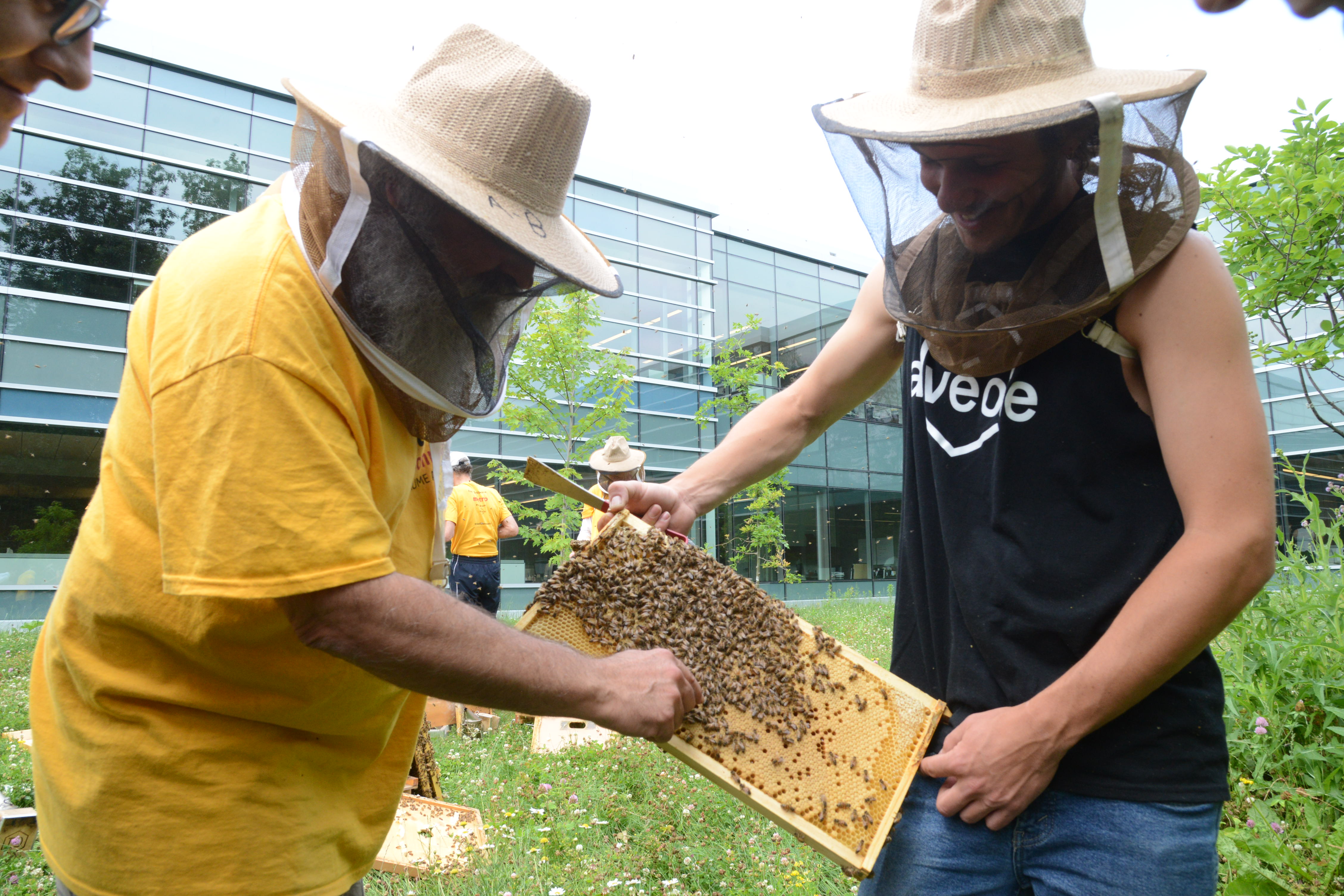Longueuil adopte une Politique en agriculture urbaine