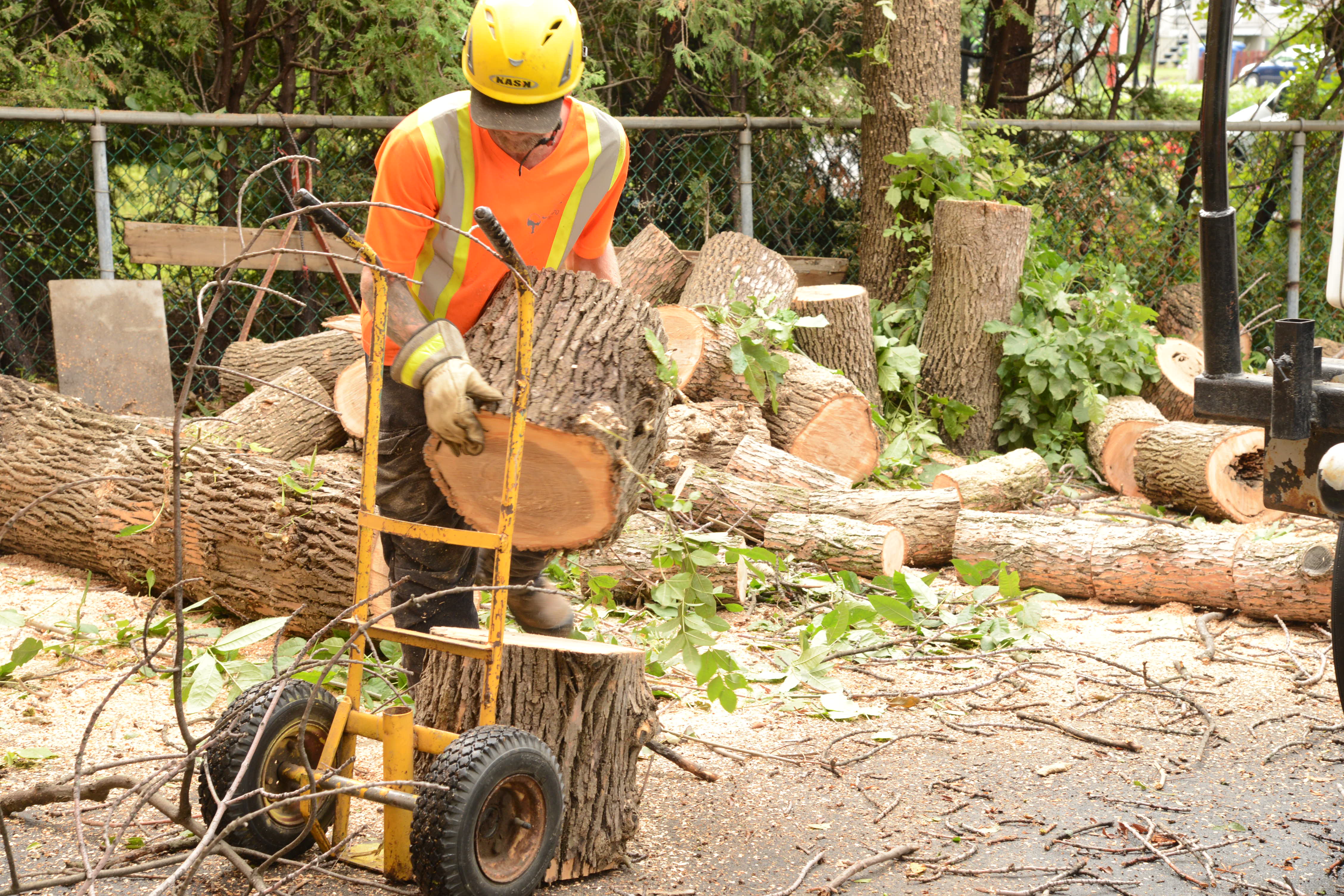 Agrile du frêne à Longueuil: un programme d’aide aux citoyens verra le jour