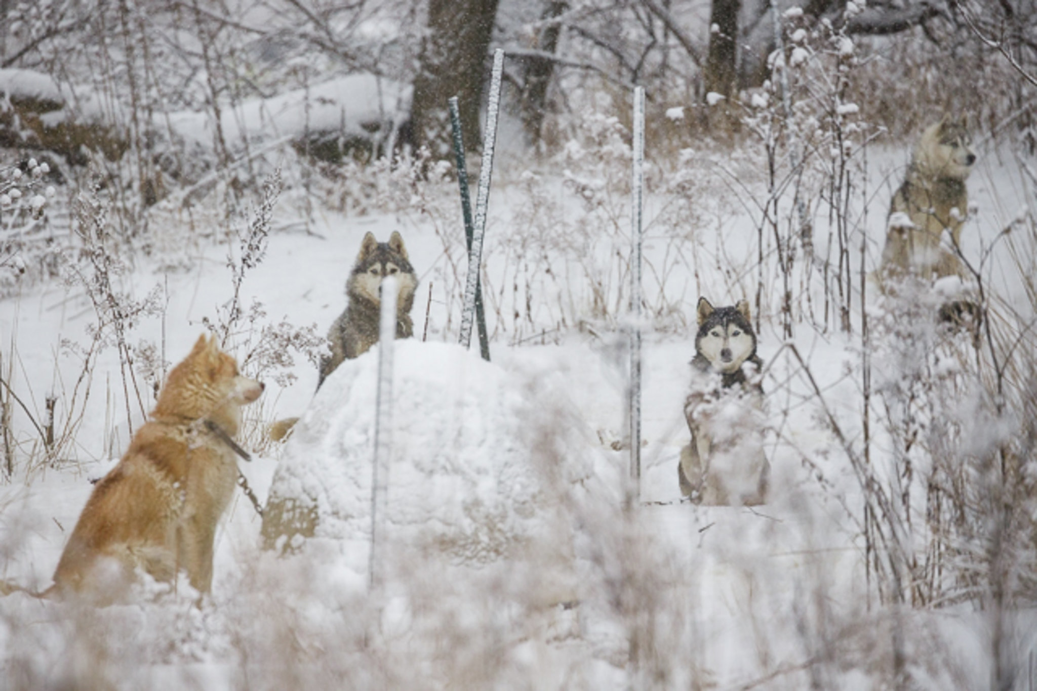 La SPCA Roussillon recueille les chiens saisis à Brossard
