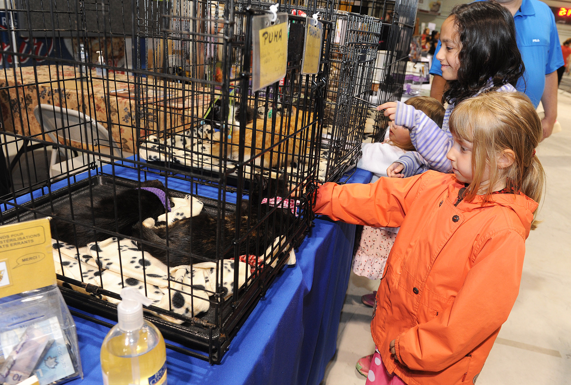 Une vingtaine d&rsquo;adoptions lors de la Journée de l&rsquo;animal de compagnie