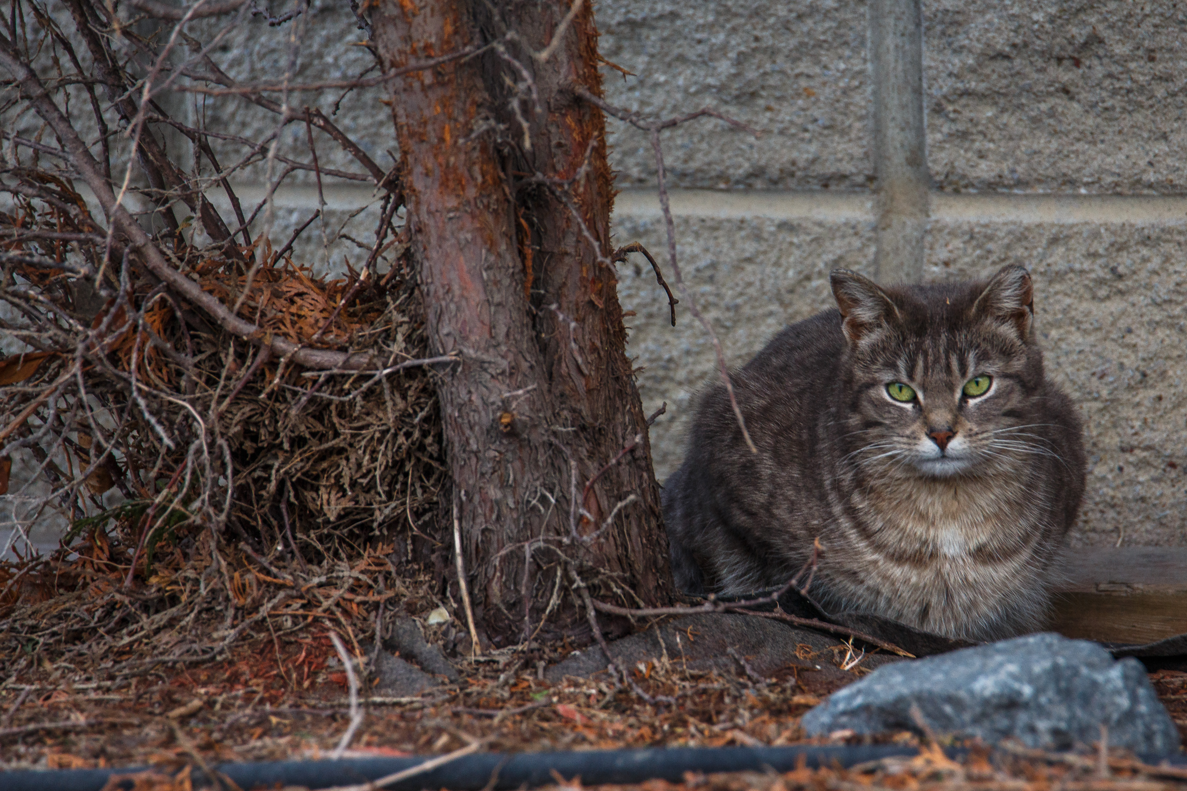 Une population animale à contrôler