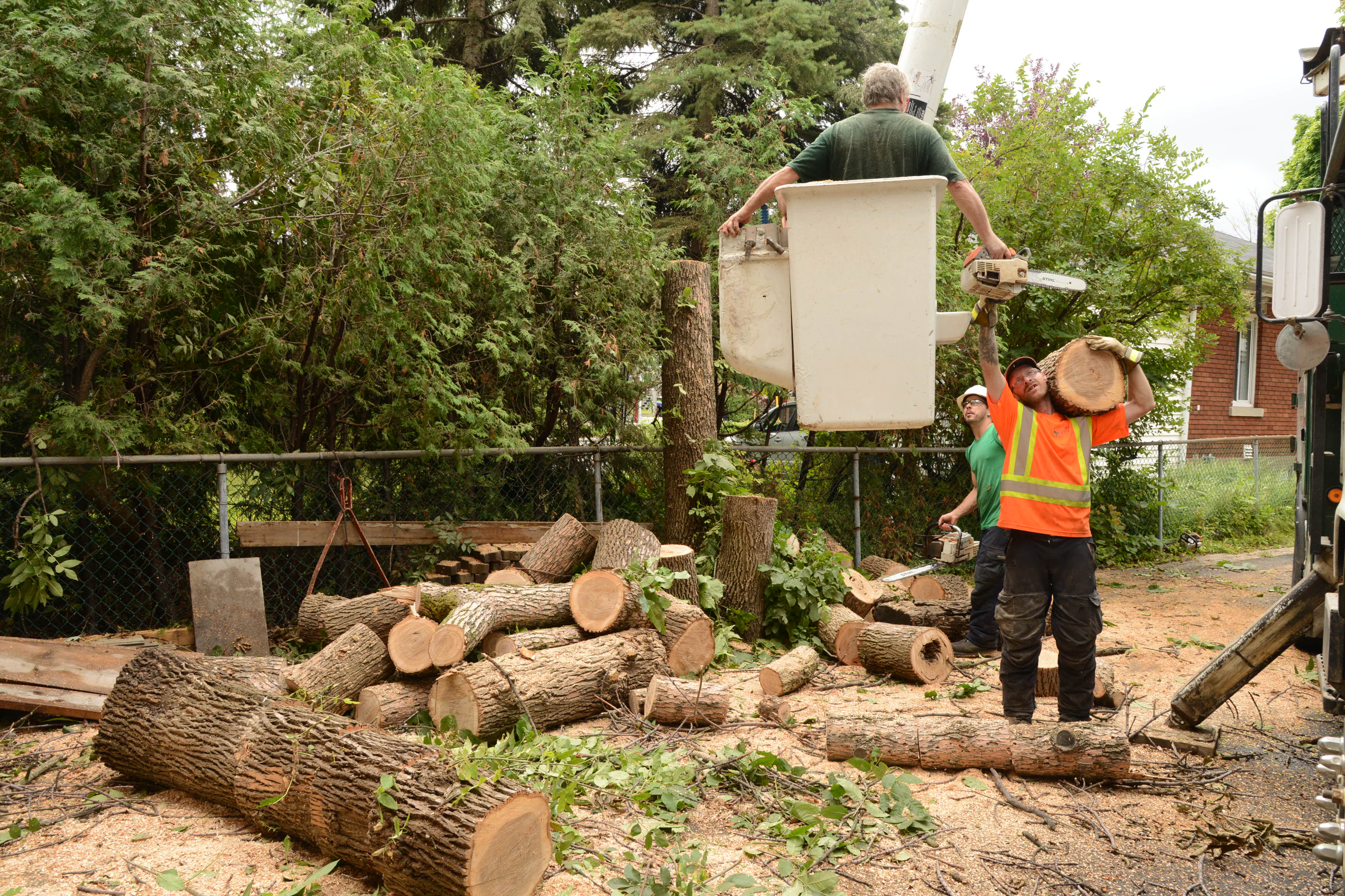 Lutte contre l’agrile du frêne: Brossard rappelle aux citoyens d’agir maintenant