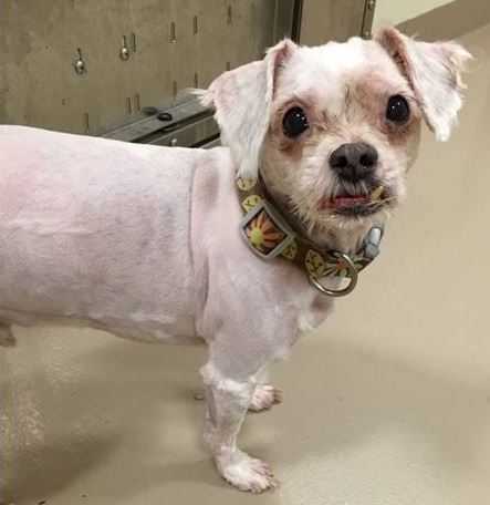 Pitou ne ressemble plus à ça