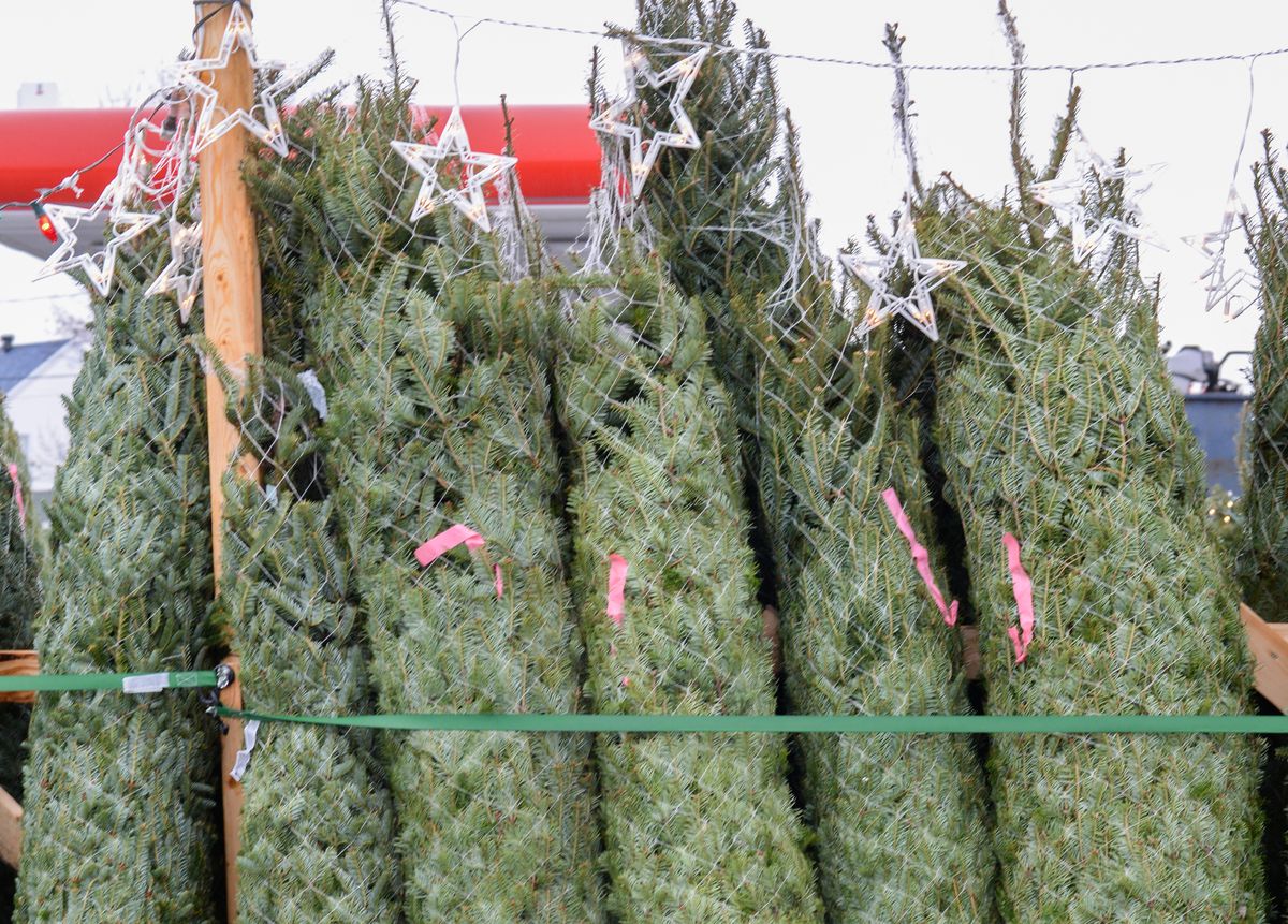 Une collecte de sapins et de surplus de cartons à Brossard en janvier