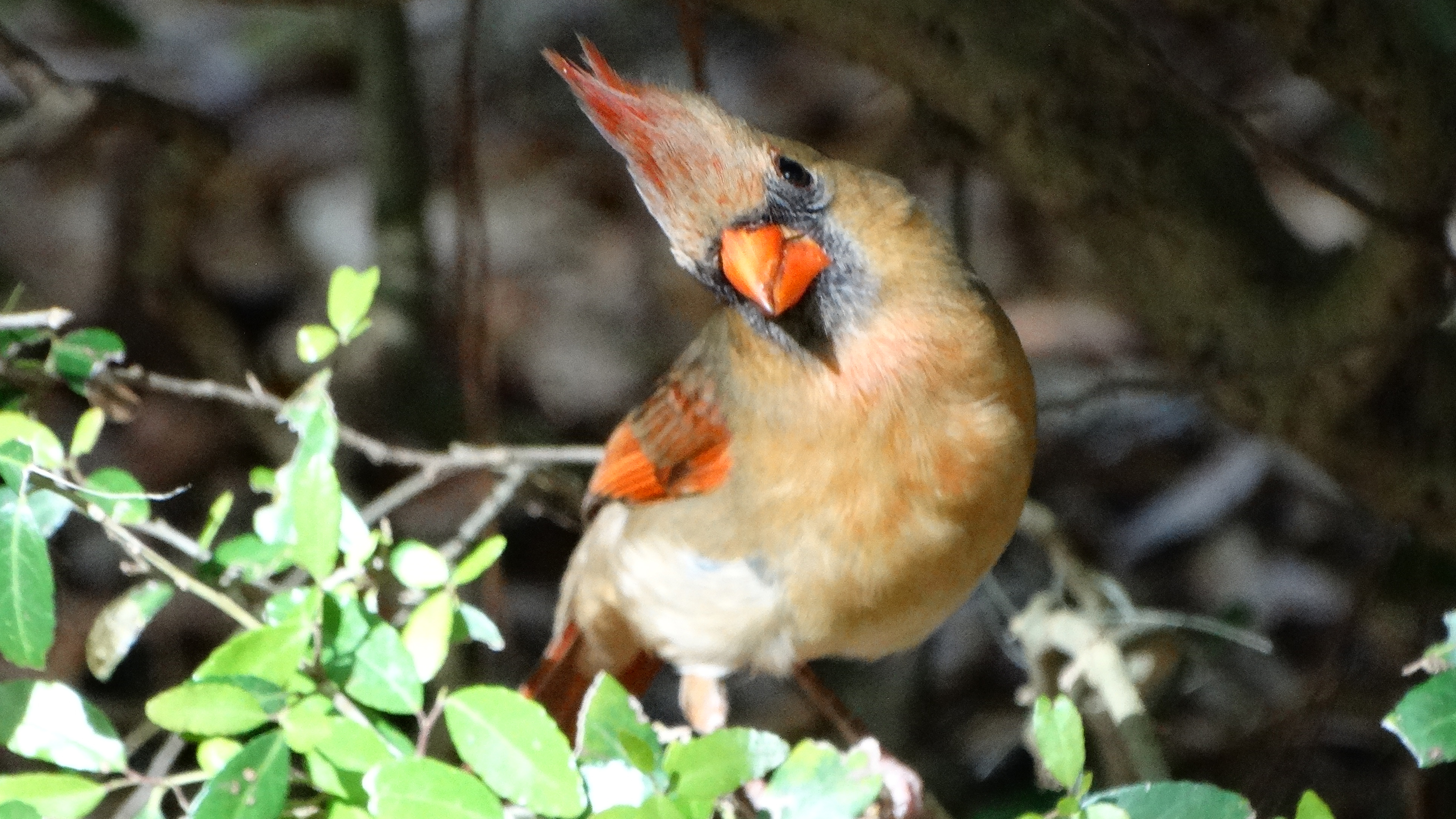 Se faire coquette pour Pâques