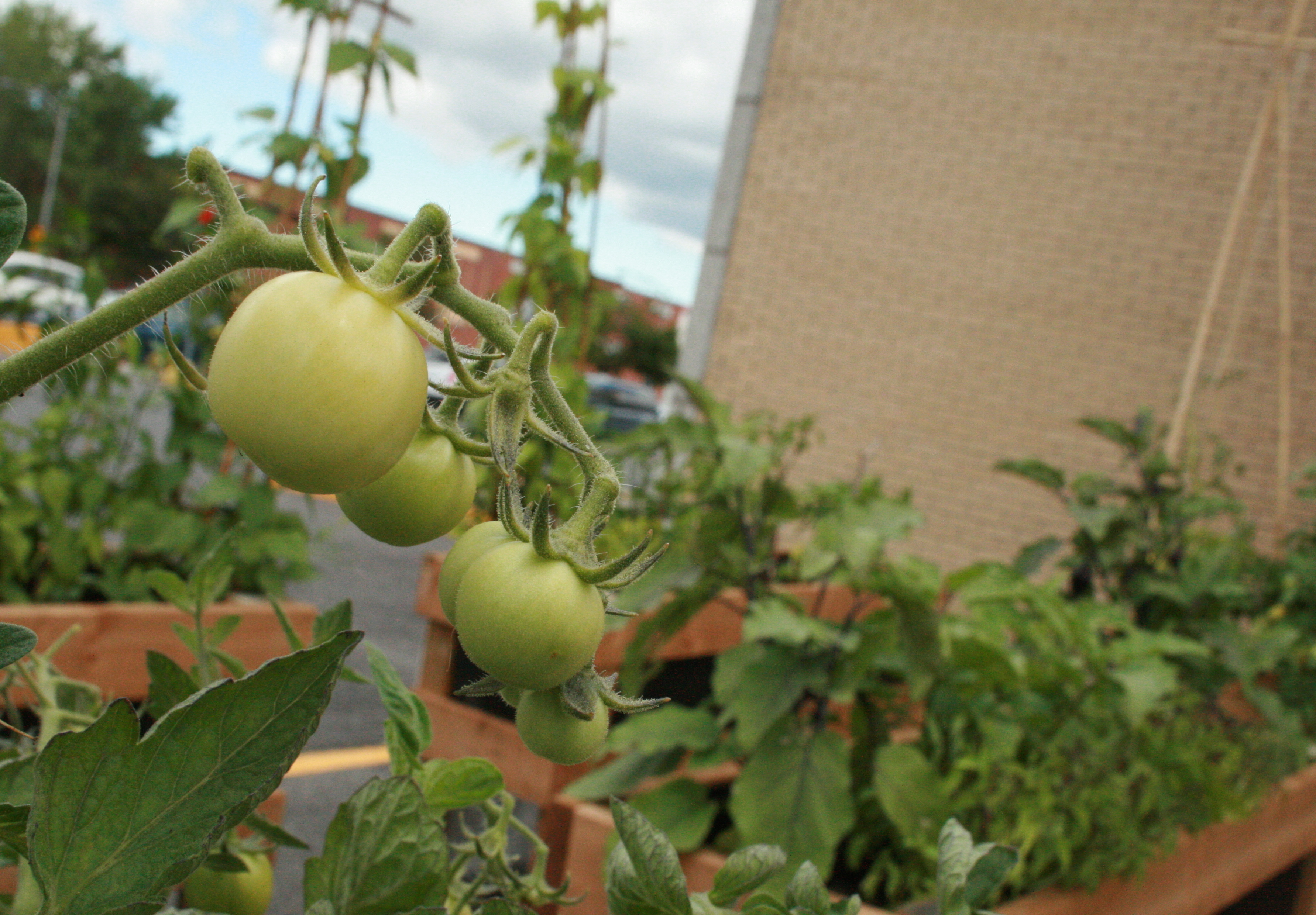 Jardin communautaire de Saint-Lambert : forte augmentation du tarif pour louer un lot