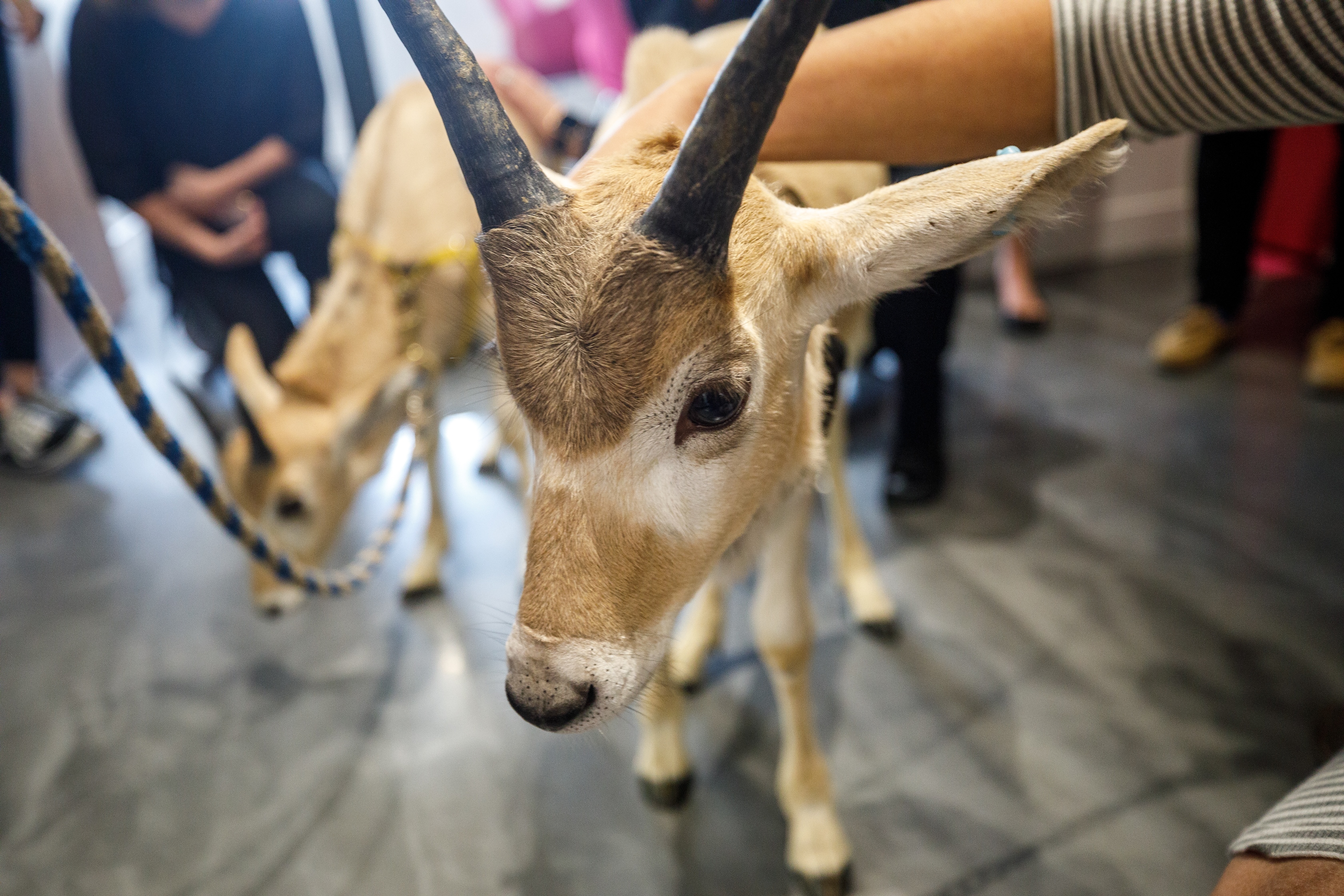 Deux antilopes du Parc Safari en visite chez Gravité Média