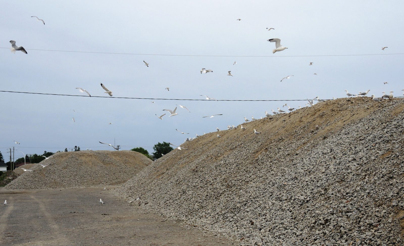 Des mouettes au chant «infernal»