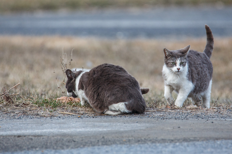 Une pétition demande de légiférer pour la stérilisation des chats