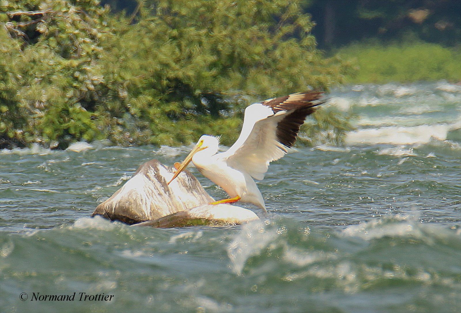 Des oiseaux rares, dont un pélican, dans la région