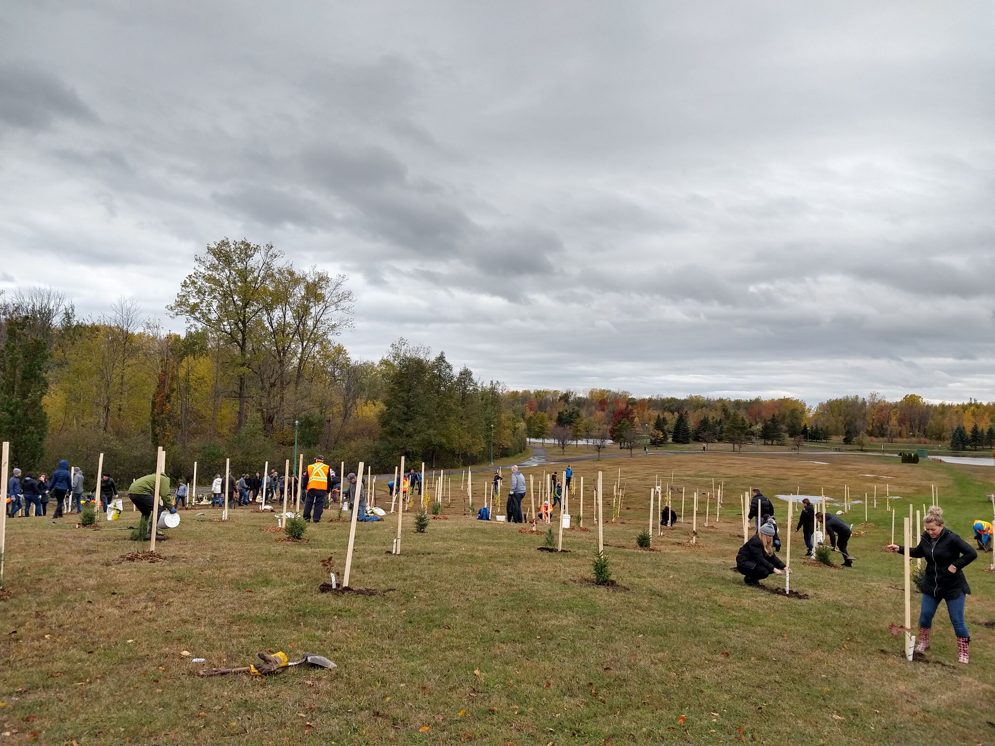 De nouveaux arbres au parc de la Cité