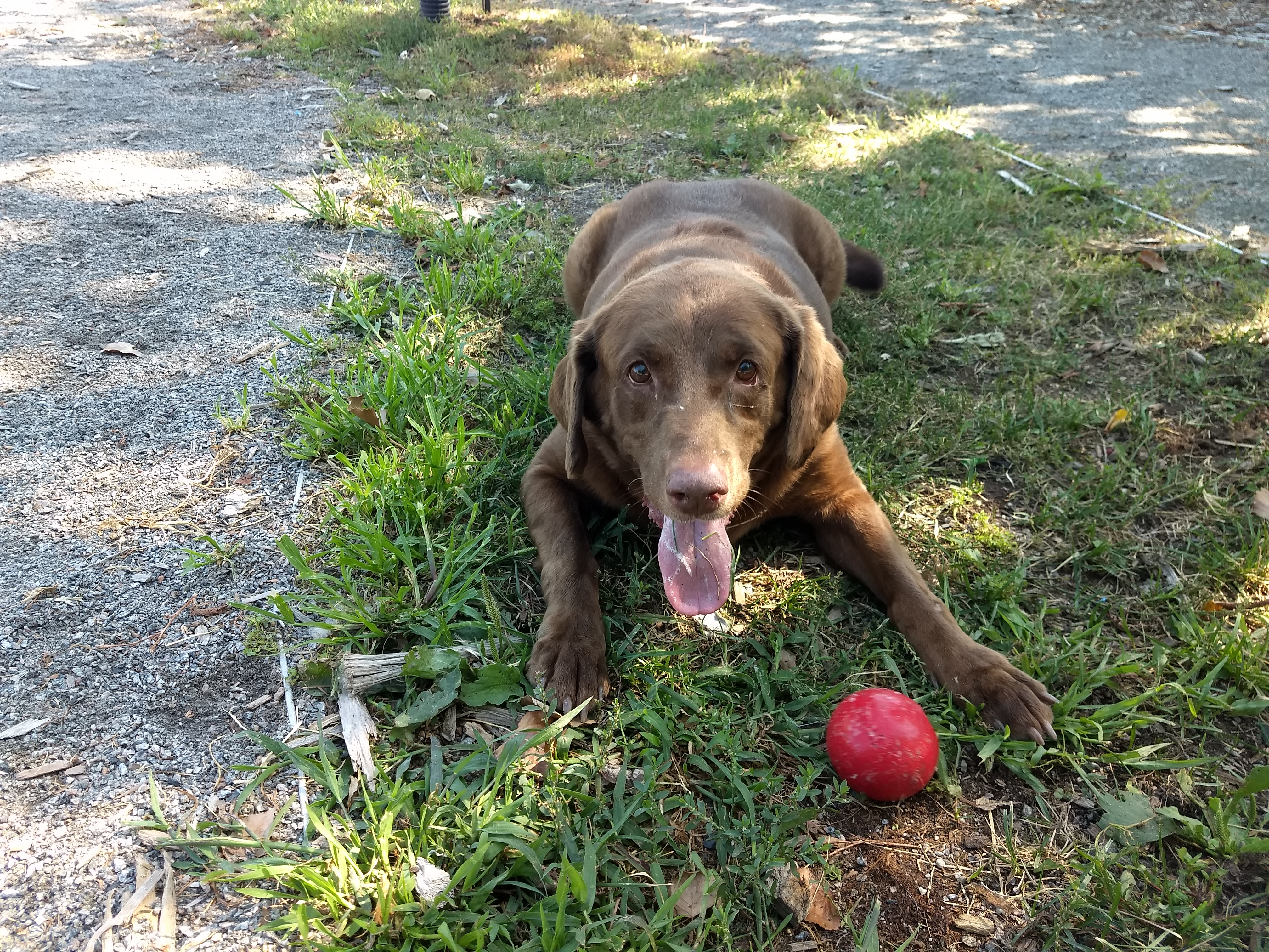 Une famille pour Bailey