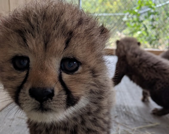 Le Parc Safari présente ses quatre guépardeaux au public